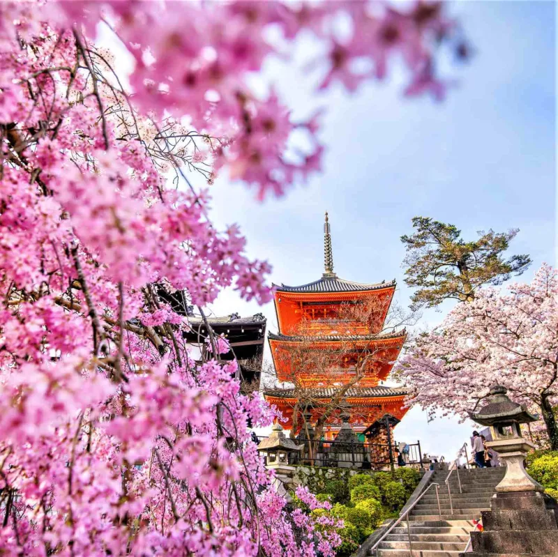 s-桜４1.jpg