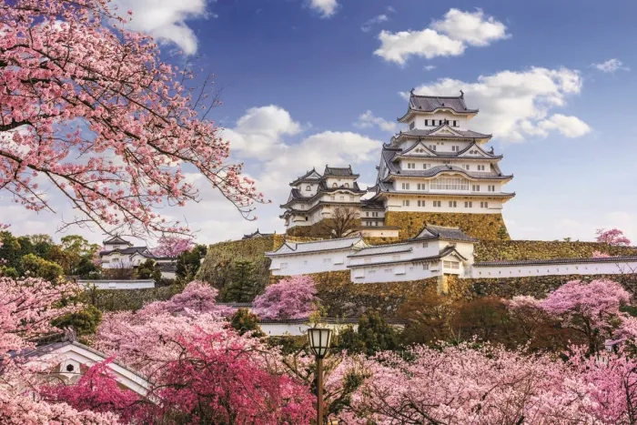 SAKURA.jpg